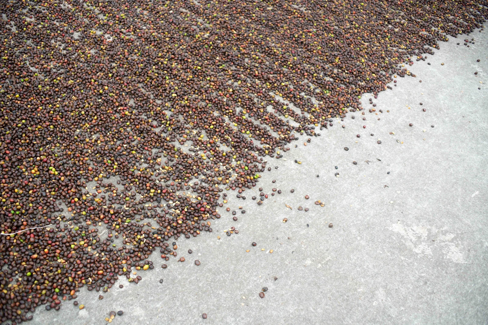 ARABICA_V_ROBUSTA_HERO